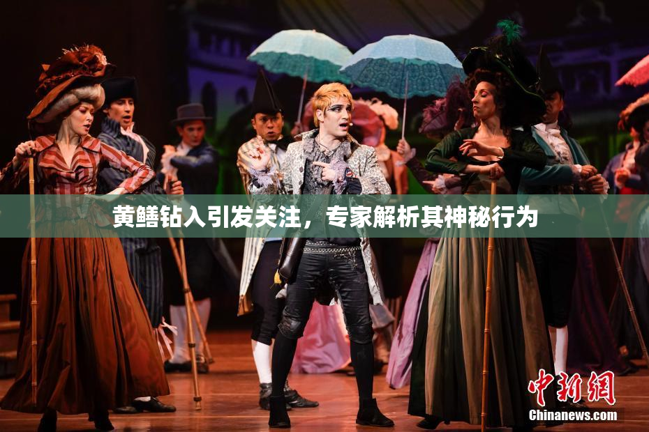 黄鳝钻入引发关注，专家解析其神秘行为