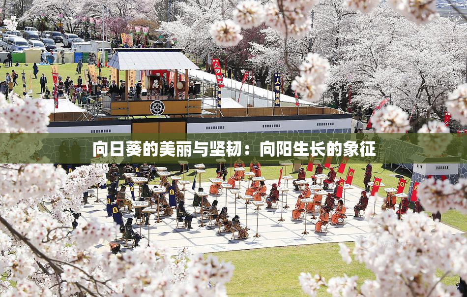 向日葵的美丽与坚韧：向阳生长的象征