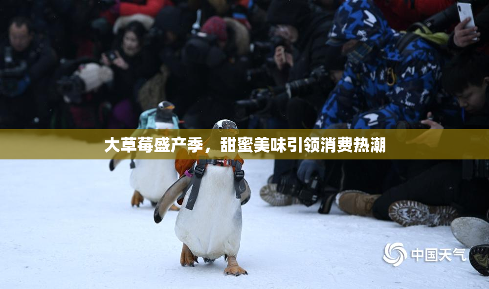 大草莓盛产季，甜蜜美味引领消费热潮
