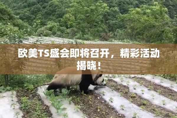 欧美TS盛会即将召开，精彩活动揭晓！