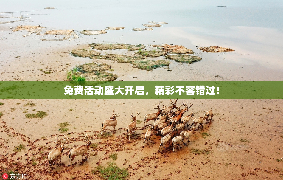 免费活动盛大开启，精彩不容错过！