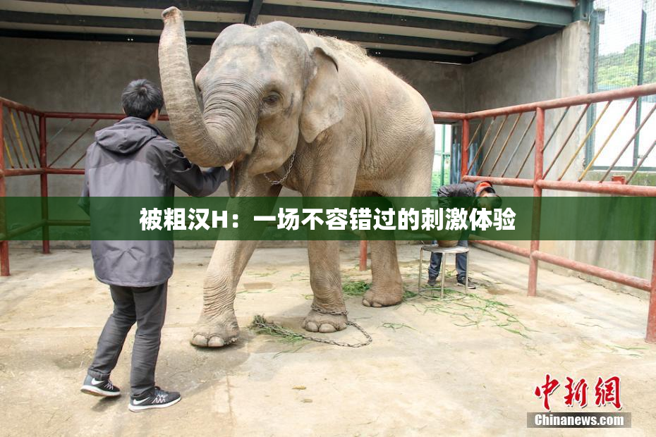 被粗汉H：一场不容错过的刺激体验