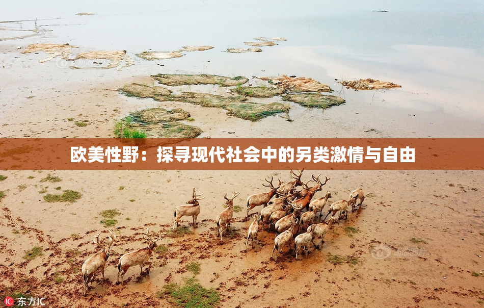 欧美性野：探寻现代社会中的另类激情与自由