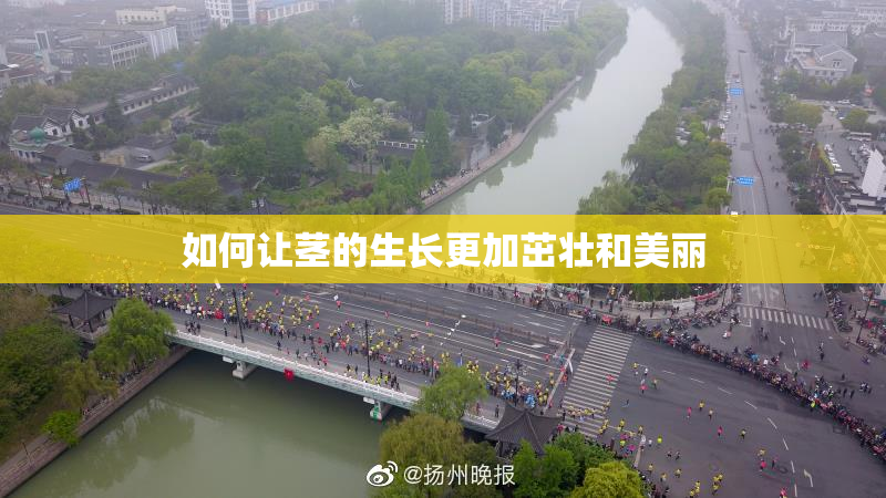 如何让茎的生长更加茁壮和美丽