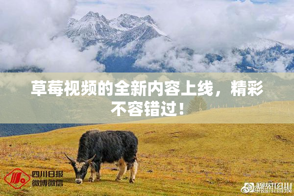 草莓视频的全新内容上线，精彩不容错过！