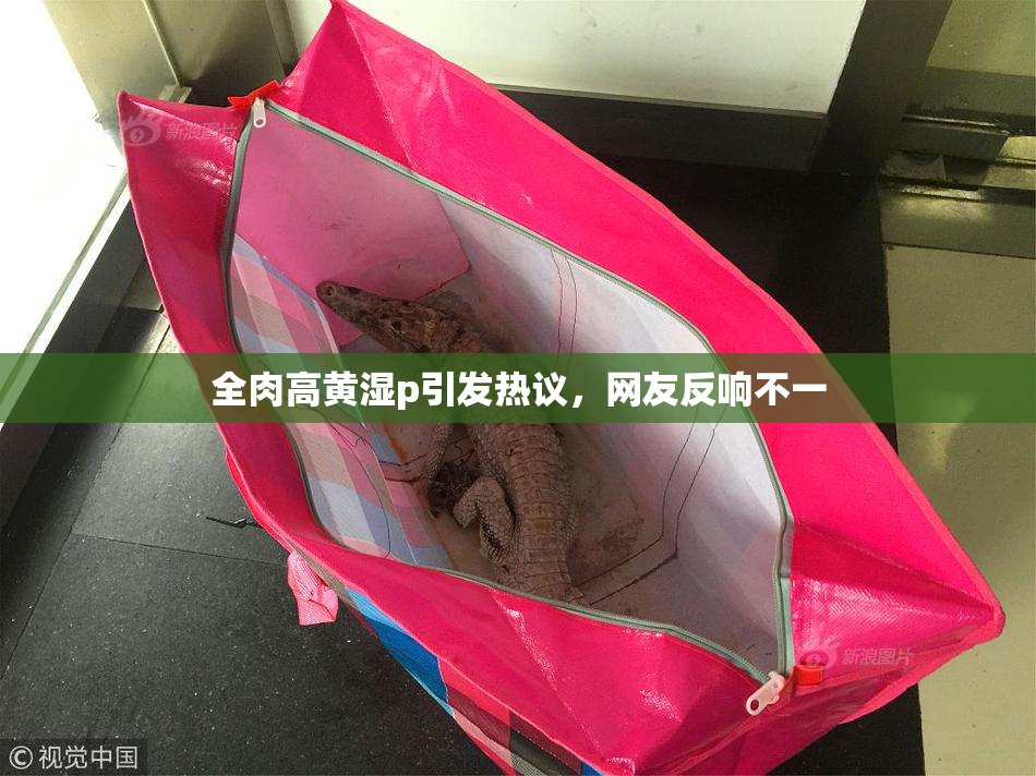 全肉高黄湿p引发热议，网友反响不一