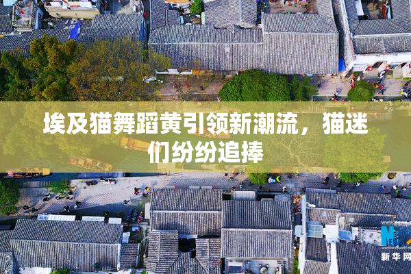 埃及猫舞蹈黄引领新潮流，猫迷们纷纷追捧