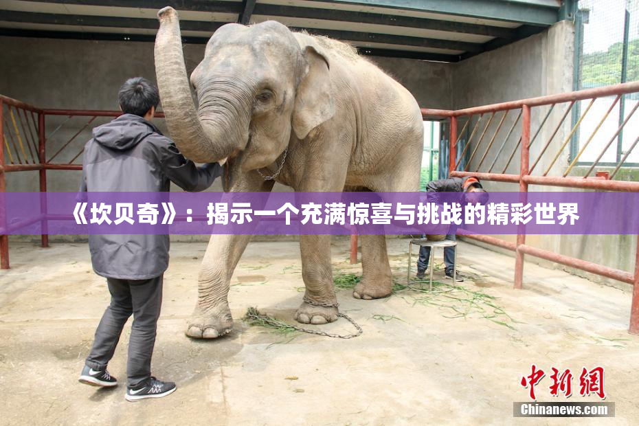 《坎贝奇》：揭示一个充满惊喜与挑战的精彩世界
