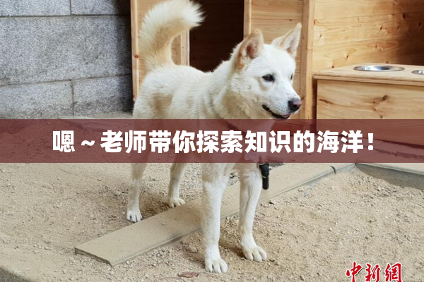 嗯～老师带你探索知识的海洋！
