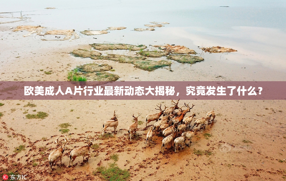 欧美成人A片行业最新动态大揭秘，究竟发生了什么？