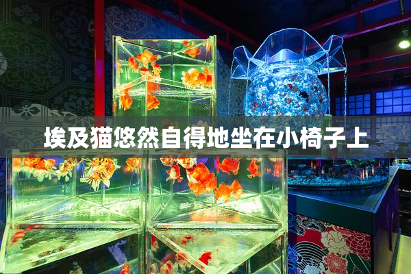 埃及猫悠然自得地坐在小椅子上