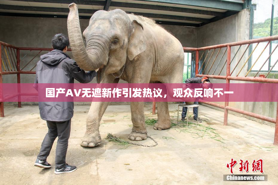 国产AV无遮新作引发热议，观众反响不一