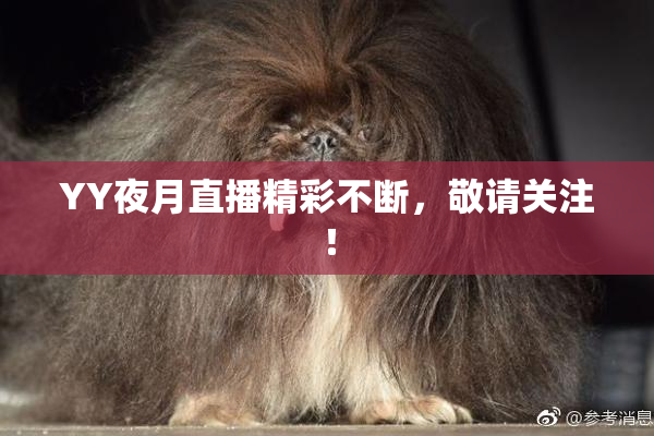YY夜月直播精彩不断，敬请关注！