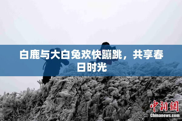 白鹿与大白兔欢快蹦跳，共享春日时光