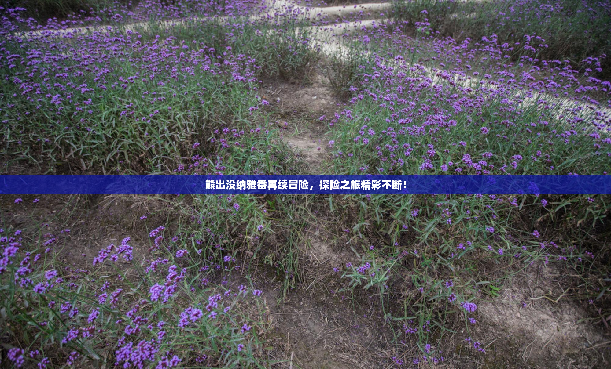 熊出没纳雅番再续冒险，探险之旅精彩不断！
