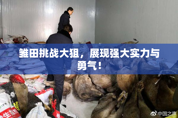 雏田挑战大狙，展现强大实力与勇气！