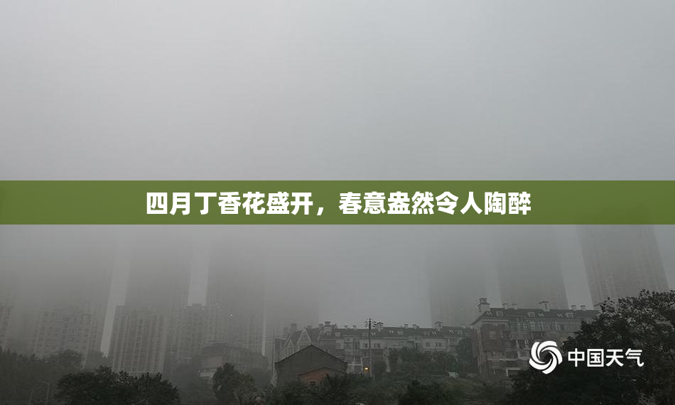 四月丁香花盛开，春意盎然令人陶醉