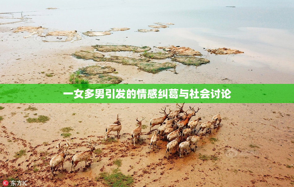 一女多男引发的情感纠葛与社会讨论