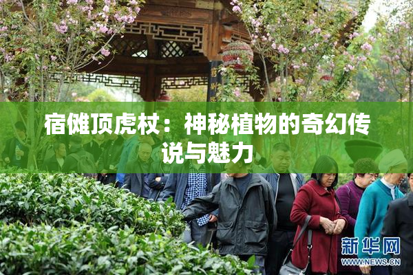 宿傩顶虎杖：神秘植物的奇幻传说与魅力