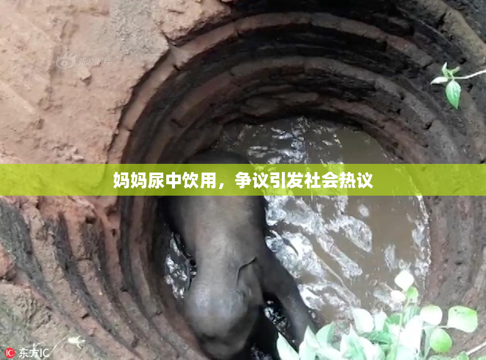妈妈尿中饮用，争议引发社会热议