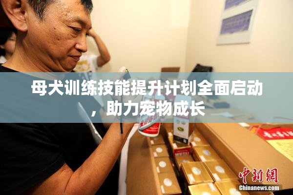 母犬训练技能提升计划全面启动，助力宠物成长