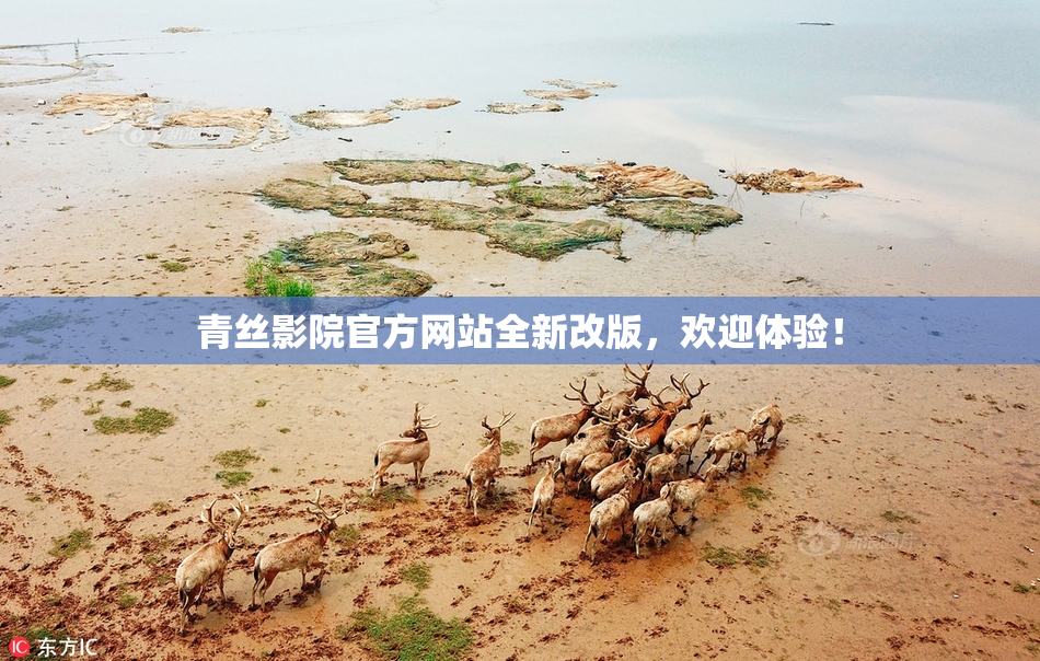 青丝影院官方网站全新改版，欢迎体验！