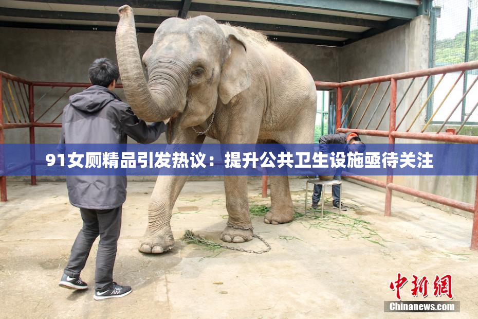 91女厕精品引发热议：提升公共卫生设施亟待关注