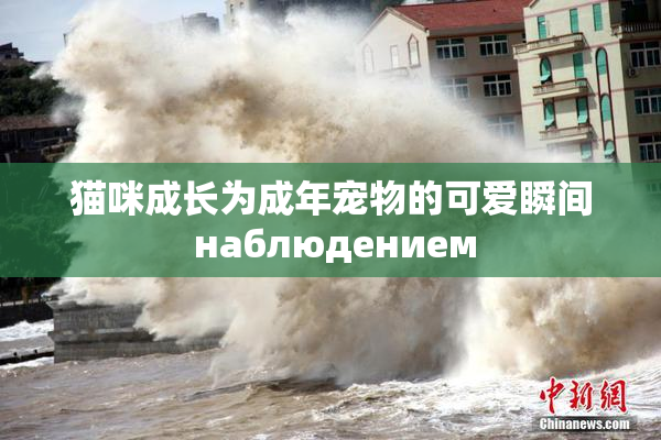 猫咪成长为成年宠物的可爱瞬间 наблюдением