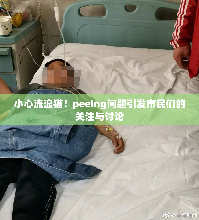 小心流浪猫！peeing问题引发市民们的关注与讨论