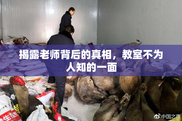 揭露老师背后的真相，教室不为人知的一面