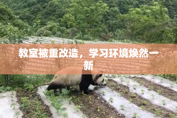 教室被重改造，学习环境焕然一新