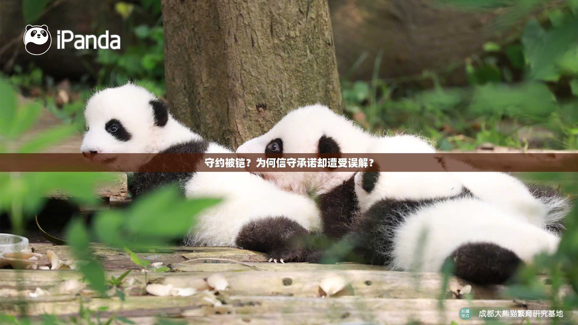 守约被铠？为何信守承诺却遭受误解？