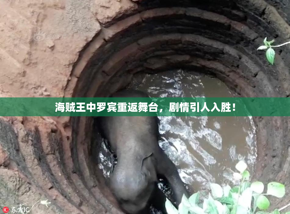海贼王中罗宾重返舞台，剧情引人入胜！