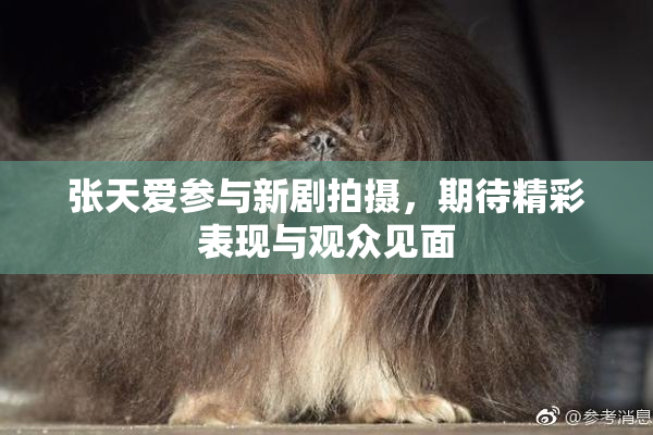 张天爱参与新剧拍摄，期待精彩表现与观众见面