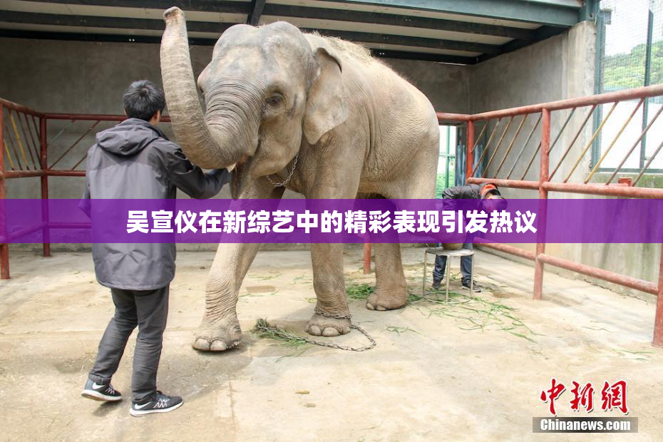 吴宣仪在新综艺中的精彩表现引发热议