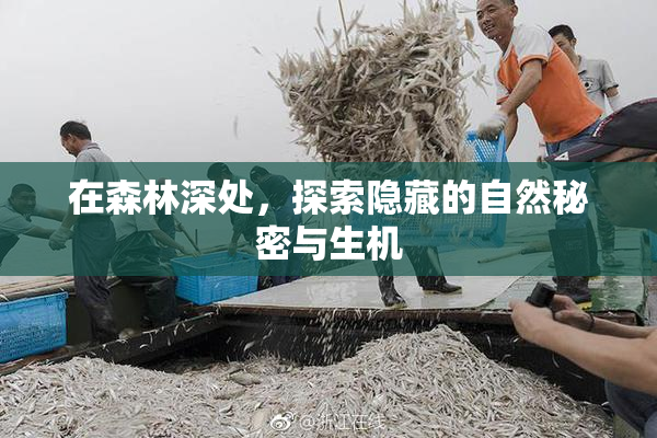 在森林深处，探索隐藏的自然秘密与生机