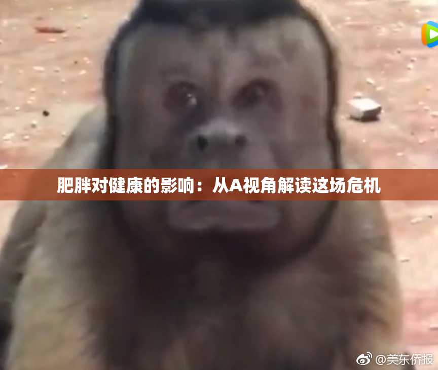 肥胖对健康的影响：从A视角解读这场危机