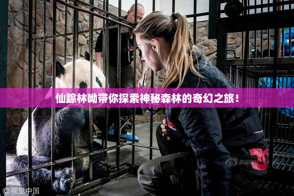 仙踪林呦带你探索神秘森林的奇幻之旅！