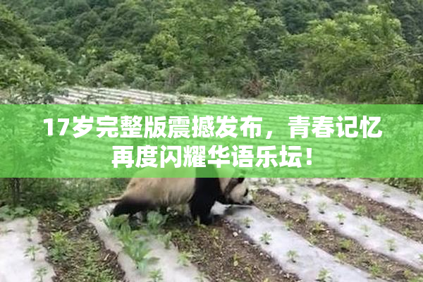 17岁完整版震撼发布，青春记忆再度闪耀华语乐坛！