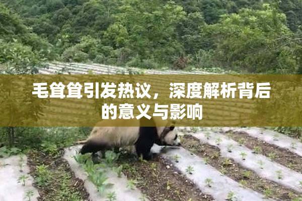 毛耸耸引发热议，深度解析背后的意义与影响