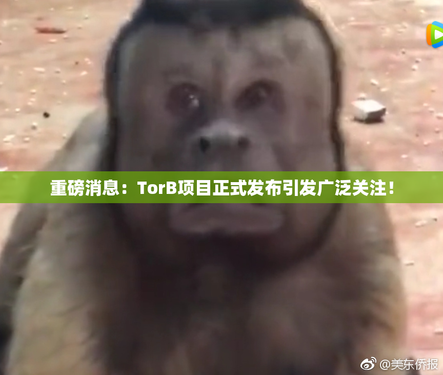 重磅消息：TorB项目正式发布引发广泛关注！