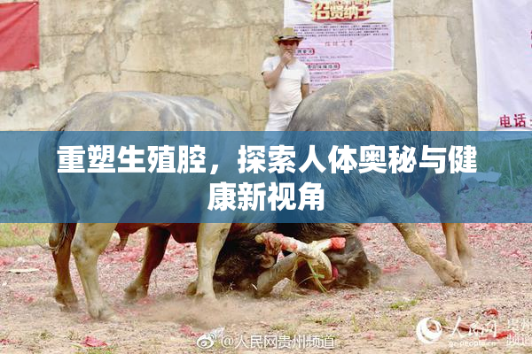 重塑生殖腔，探索人体奥秘与健康新视角