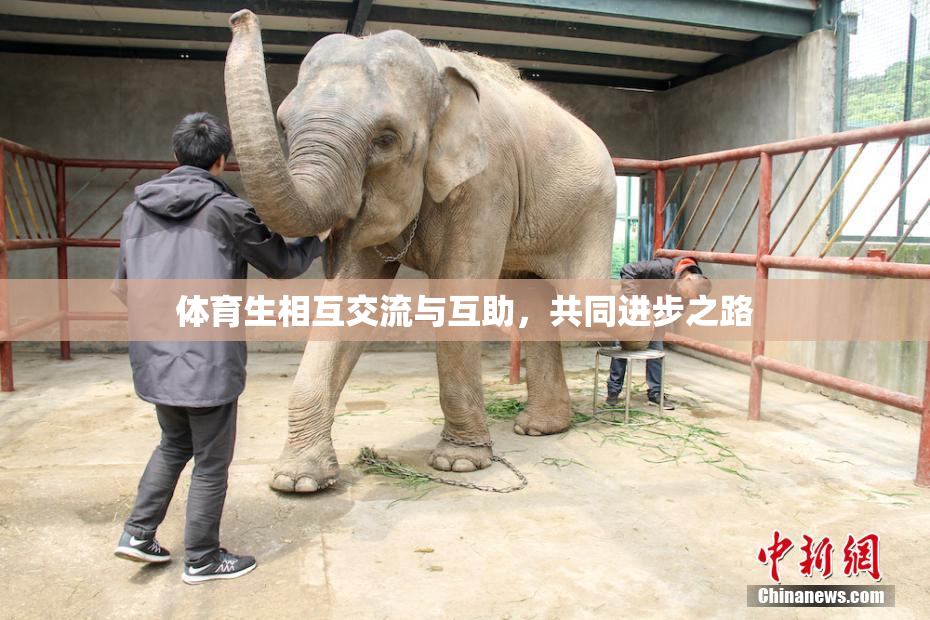 体育生相互交流与互助，共同进步之路