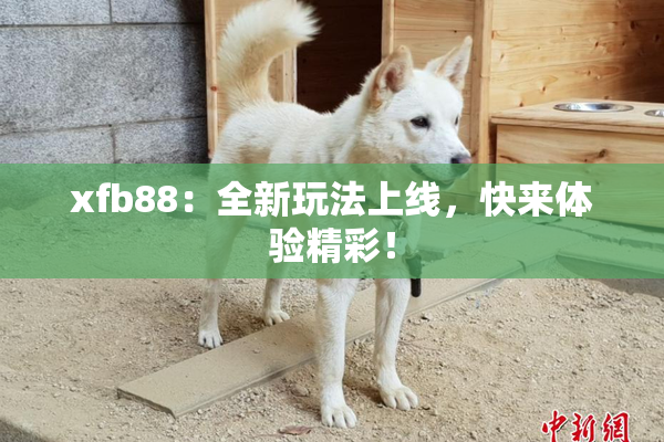 xfb88：全新玩法上线，快来体验精彩！