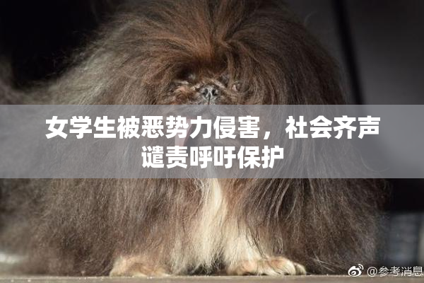 女学生被恶势力侵害，社会齐声谴责呼吁保护