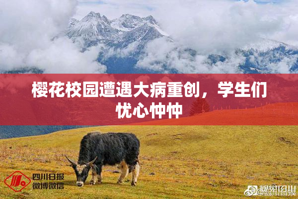 樱花校园遭遇大病重创，学生们忧心忡忡