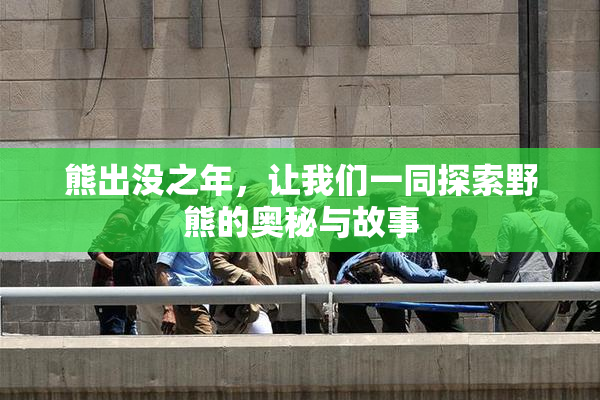 熊出没之年，让我们一同探索野熊的奥秘与故事