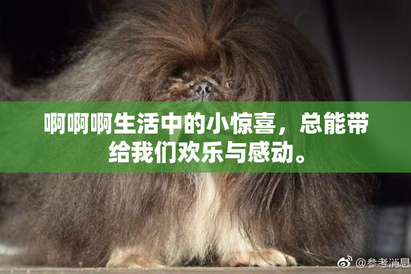 啊啊啊生活中的小惊喜，总能带给我们欢乐与感动。