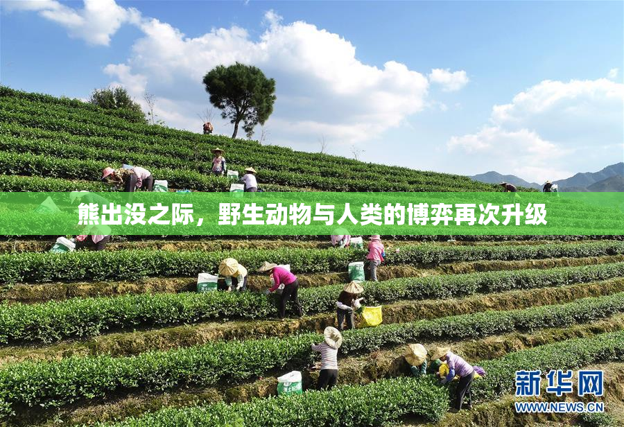 熊出没之际，野生动物与人类的博弈再次升级