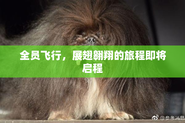 全员飞行，展翅翱翔的旅程即将启程
